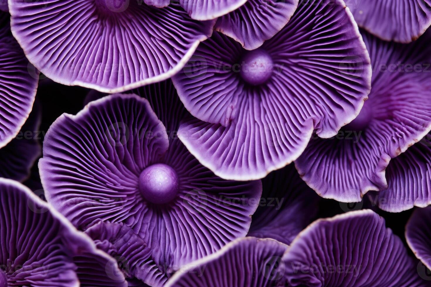 AI generated Vibrant Purple macro closeup mushrooms. Generate Ai photo