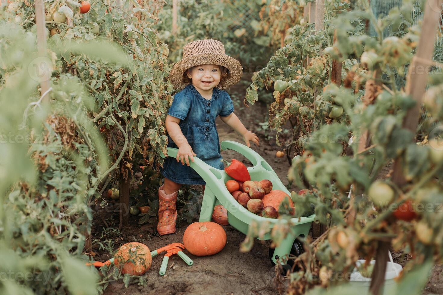 girl harvesting crop of vegetables and fruits and puts it in garden wheelbarrow. autumn concept photo