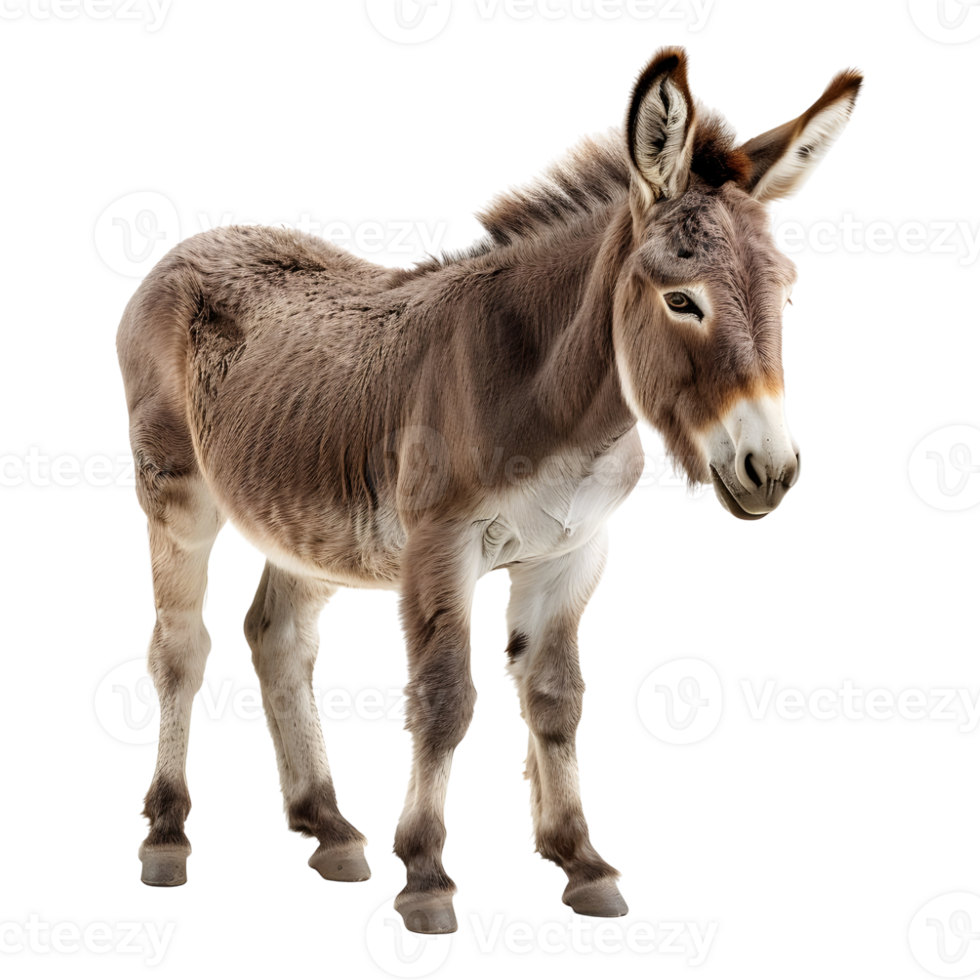 AI generated 3D Rendering of a Donkey Standing on Transparent Background - Ai Generated png