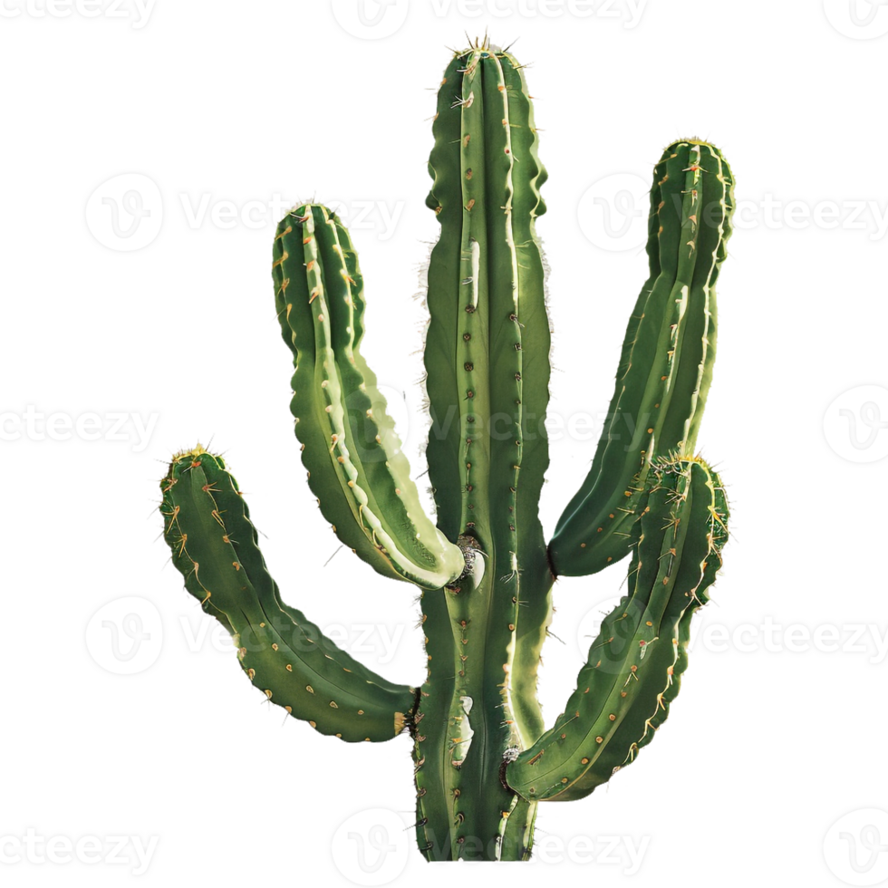 AI generated Sticker of a Cactus Plant On a Transparent Background - Ai Generated png