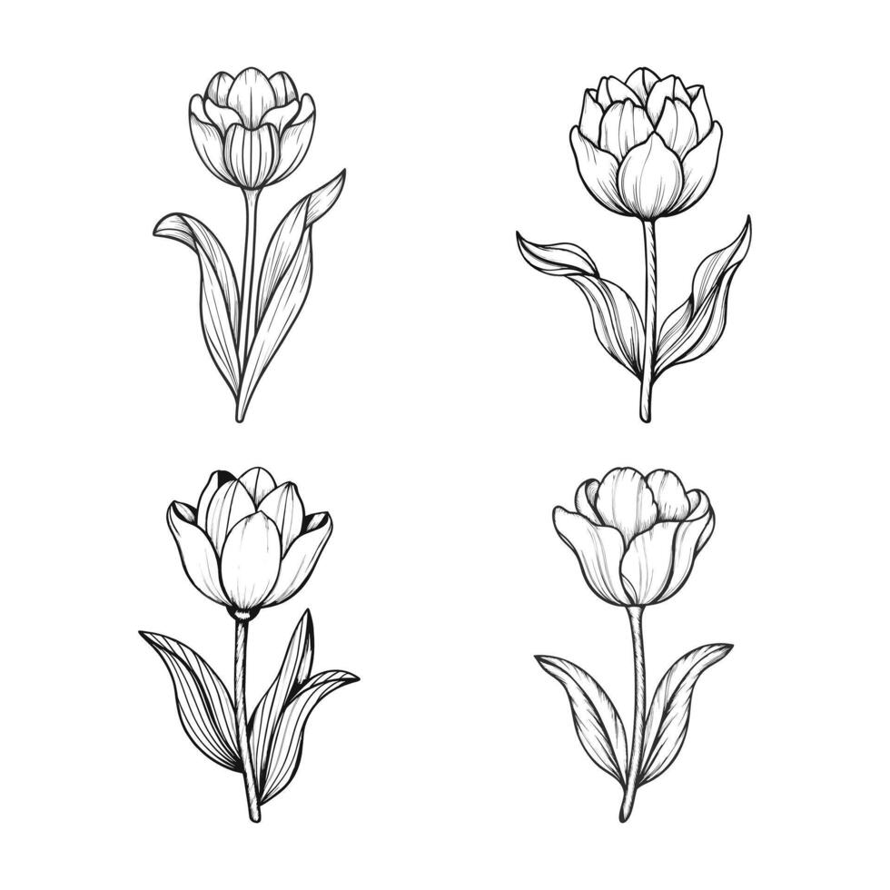 A Set of Four Cute Hand Drawn Tulip Illustration vector