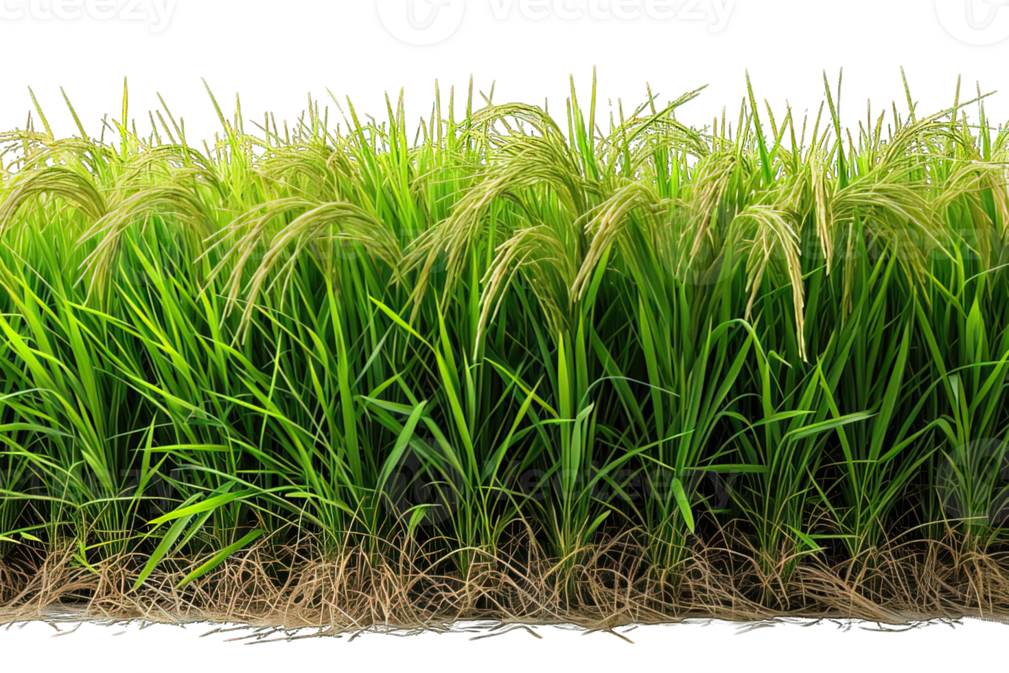 AI generated rice field isolated on transparent background ,rice farm png ,generative ai