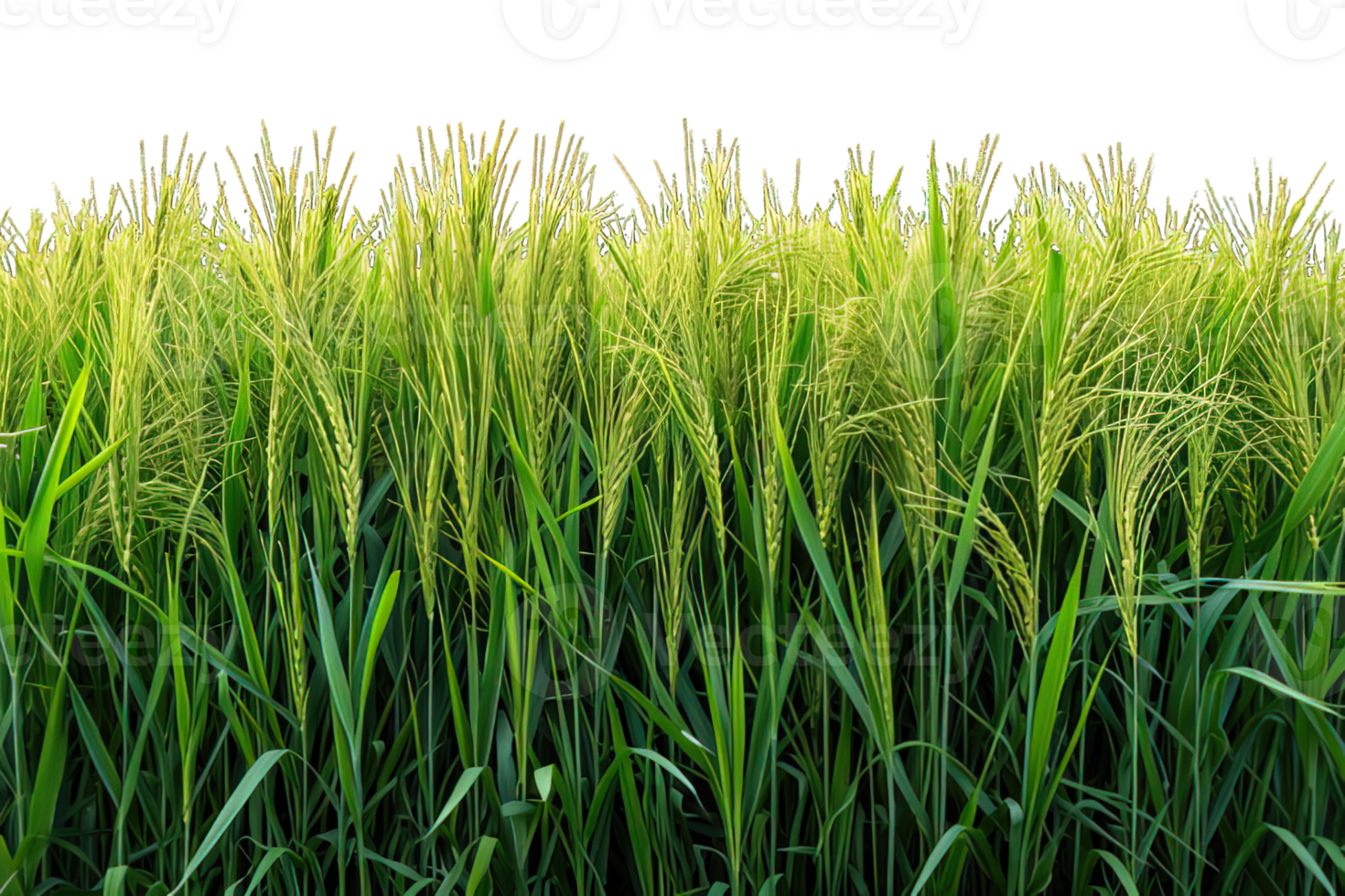 AI generated rice field isolated on transparent background ,rice farm png ,generative ai