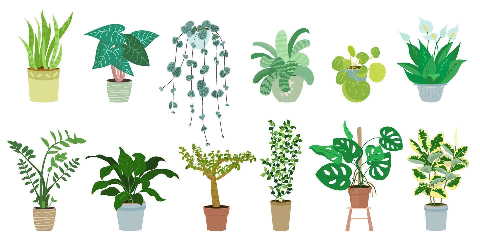 de moda colección linda hogar plantas en macetas embalar. conjunto de diferente interior plantas de interior en ollas moderno ilustraciones. vector ficus, monstruo, zamioculcas, crasula, Schefflera, sansevieria serpiente