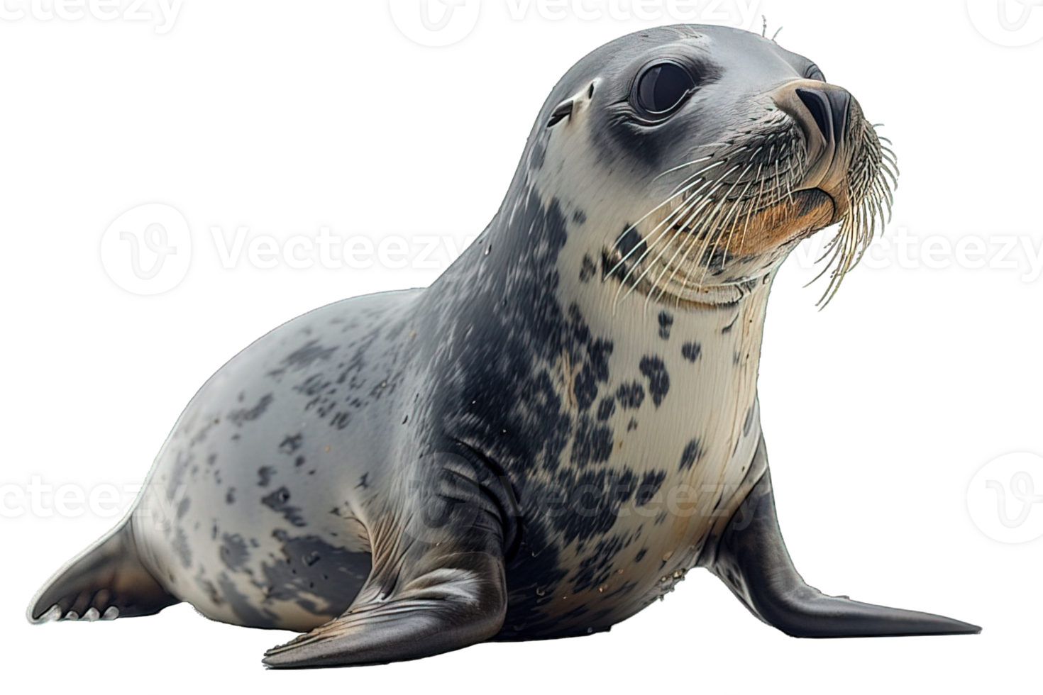 AI generated state sea lion ,seal isolated on transparent background ,generative ai png
