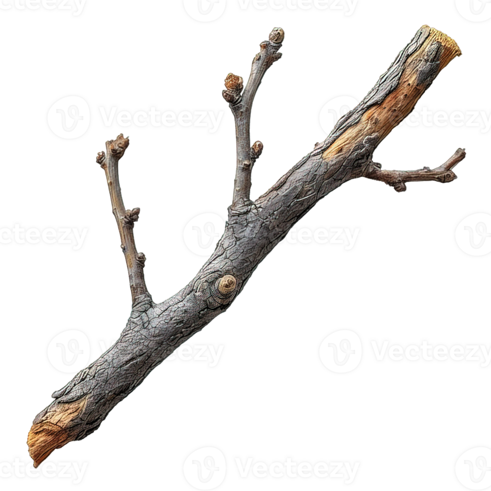 AI generated wooden branch isolated on transparent background ,dry wooden stalk ,generative ai png