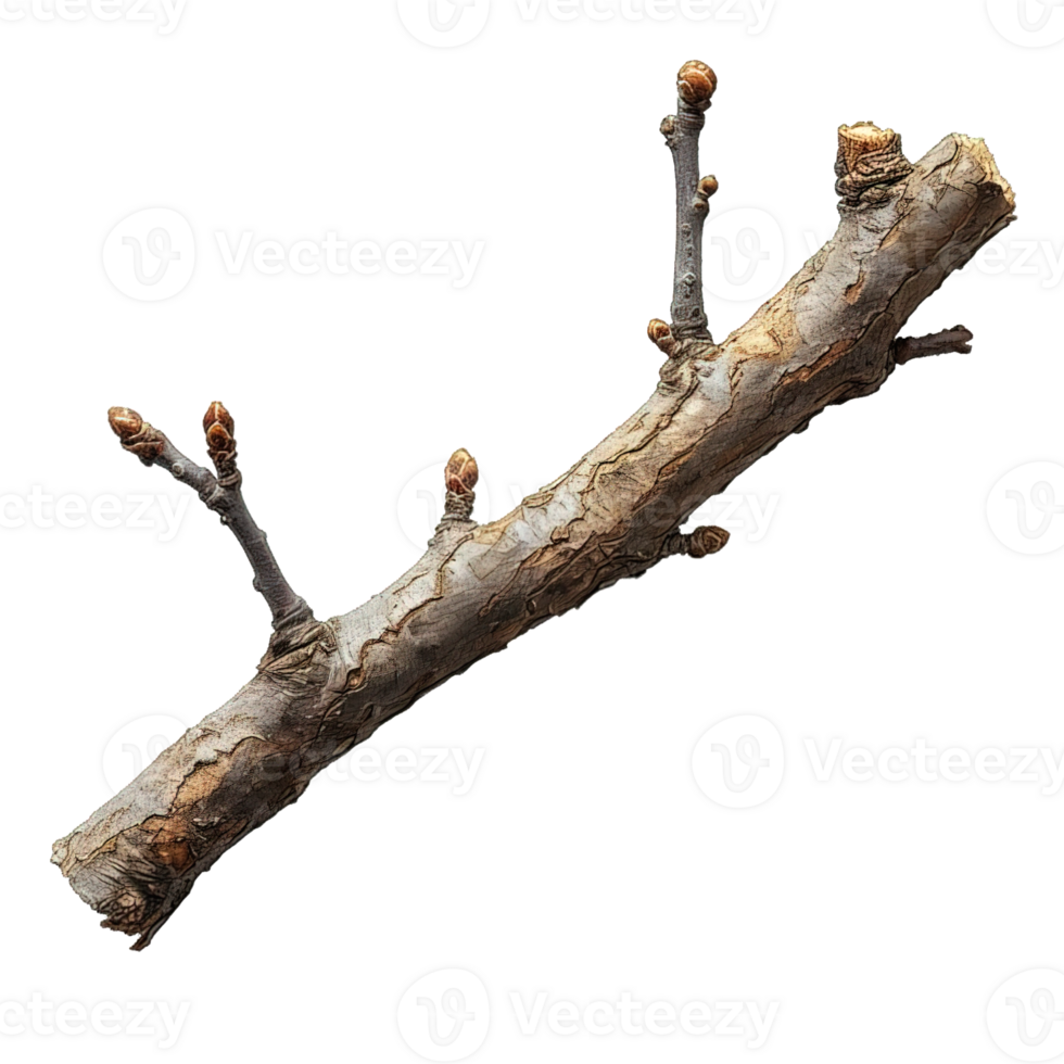 AI generated wooden branch isolated on transparent background ,dry wooden stalk ,generative ai png