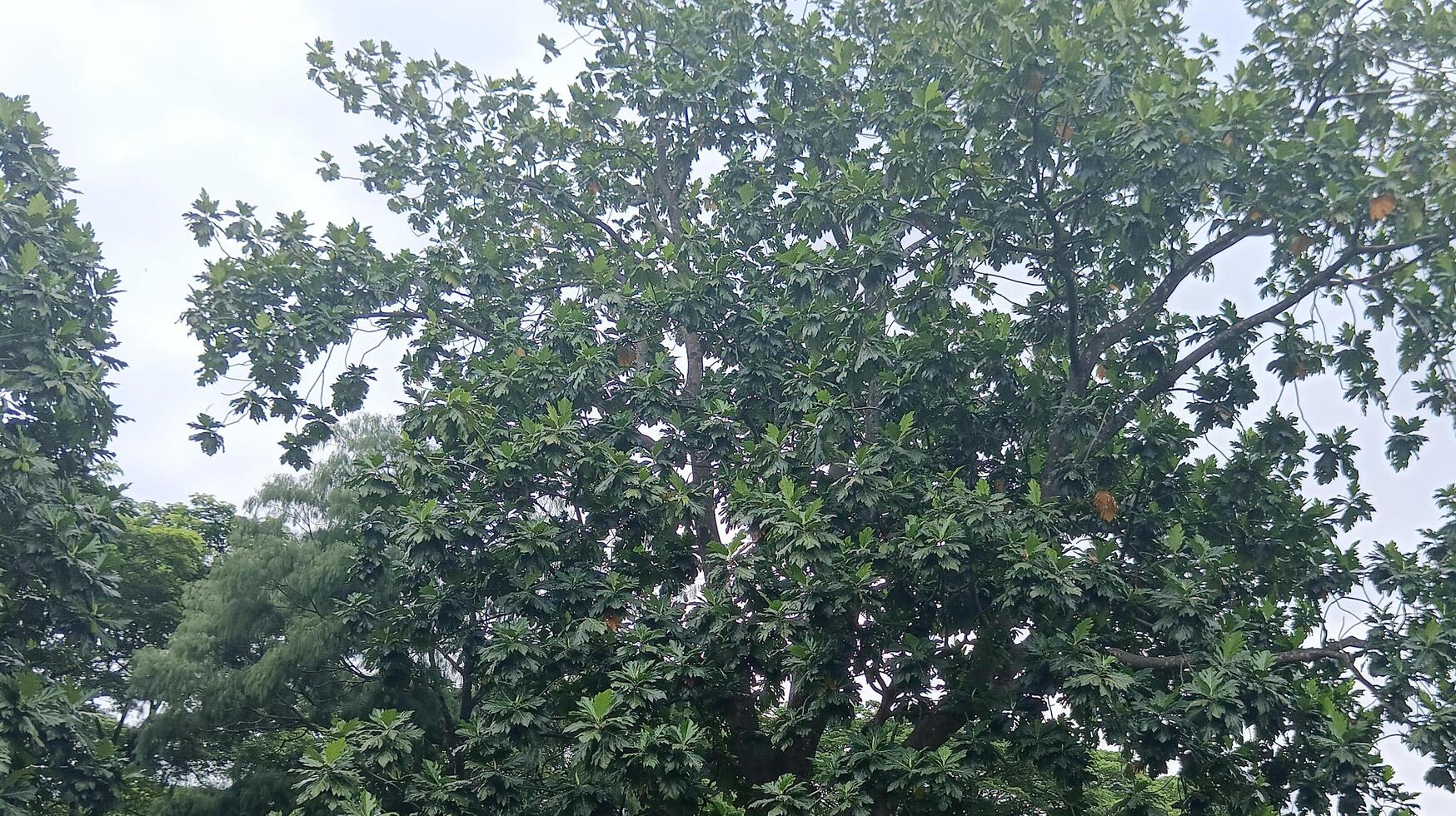 a Nature green trees in the yard photo