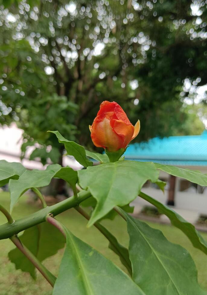 a Morning view of fresh red flower photo