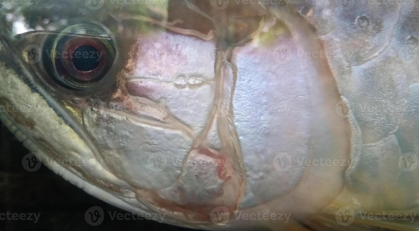 Focus photo of amazing white arwana fish eye.