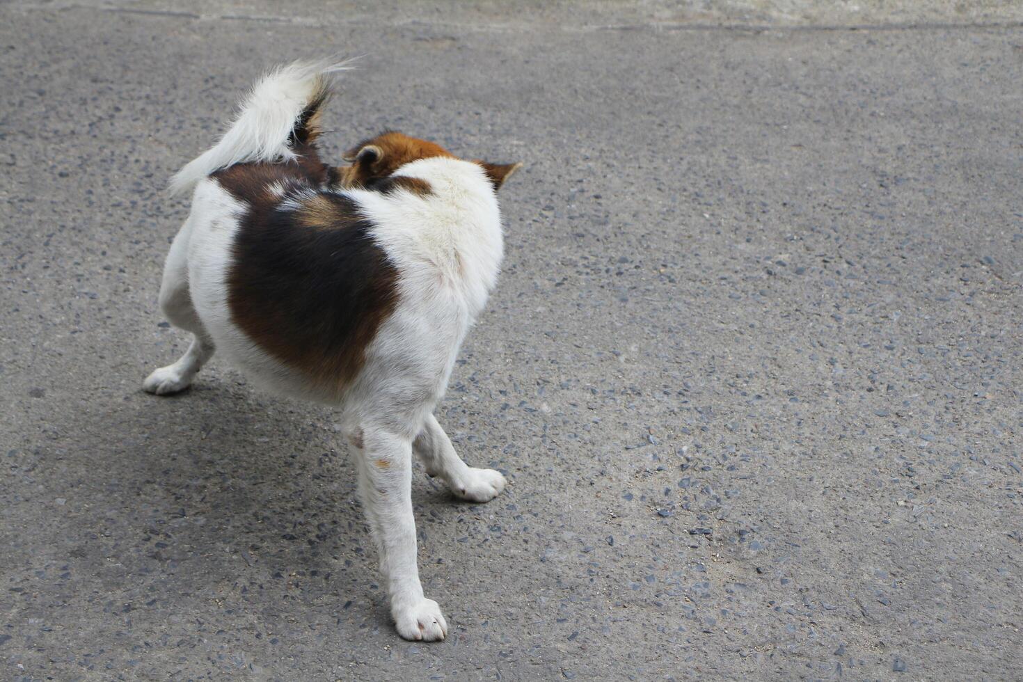 Thai Bangkaew dog standing on the street. photo