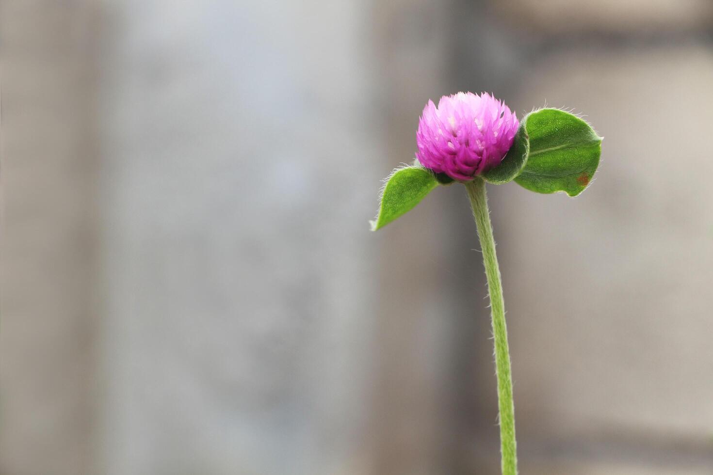 Beautiful Gomphrena Globosa flowers in the garden. photo