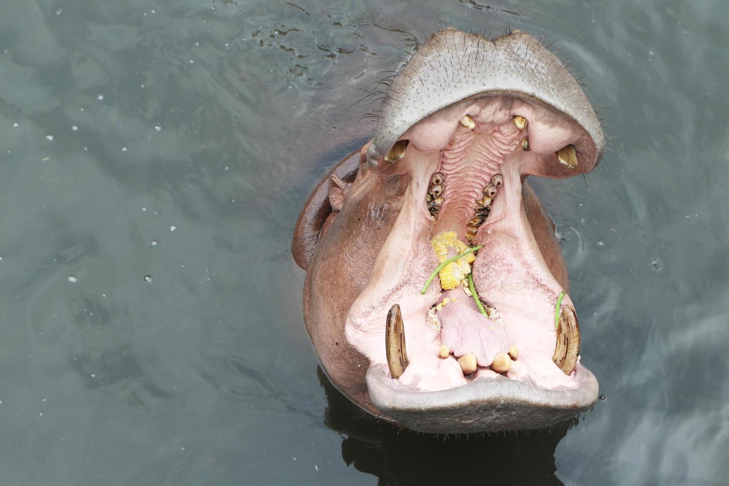 Hippopotamus open mouth waiting for food in the water. photo