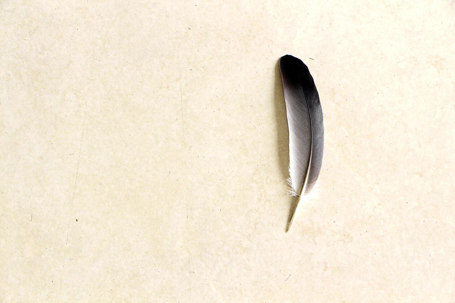 Feather on tile floor. photo