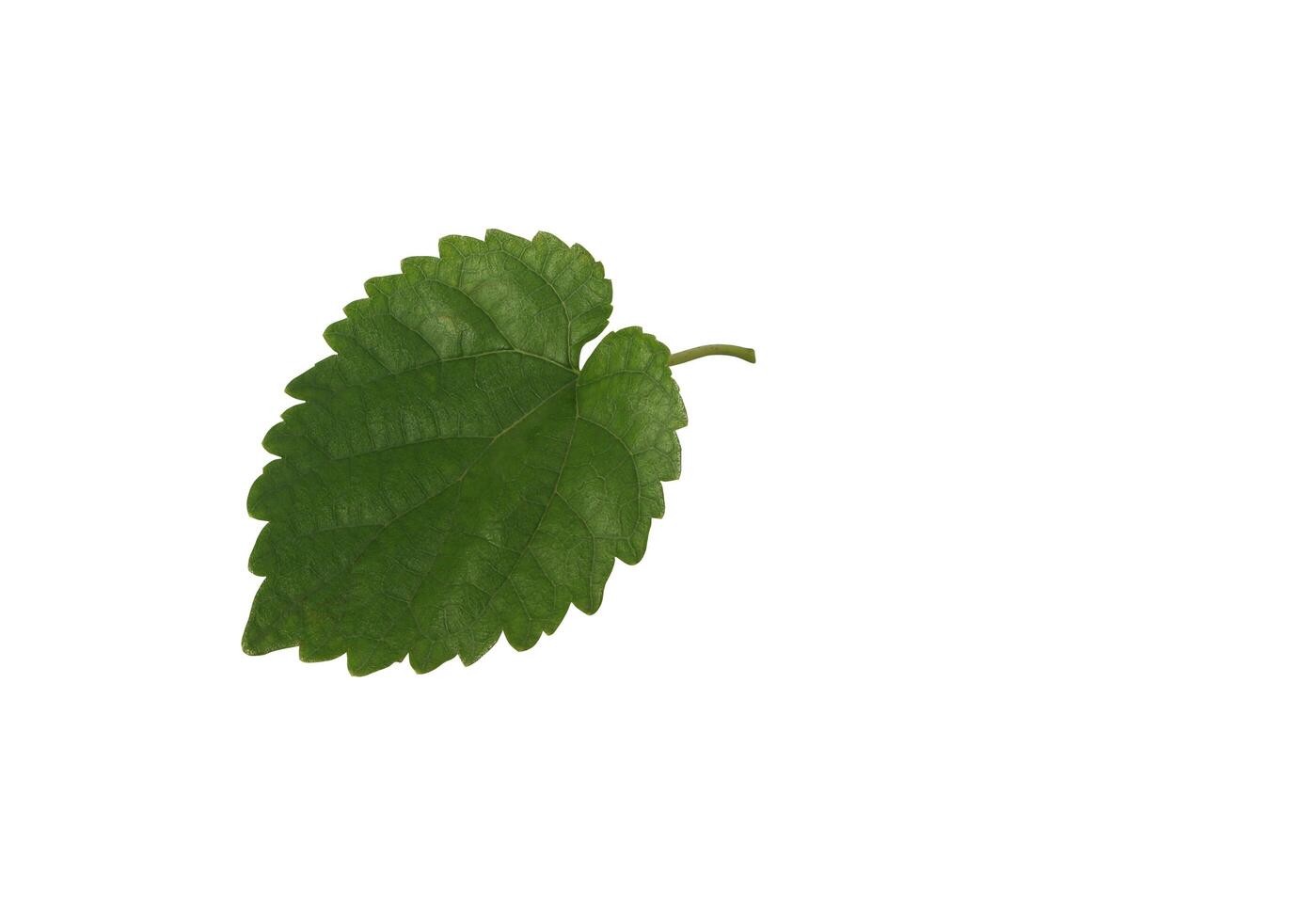 Mulberry leaves isolated on white background with clipping path. Green leaf. photo