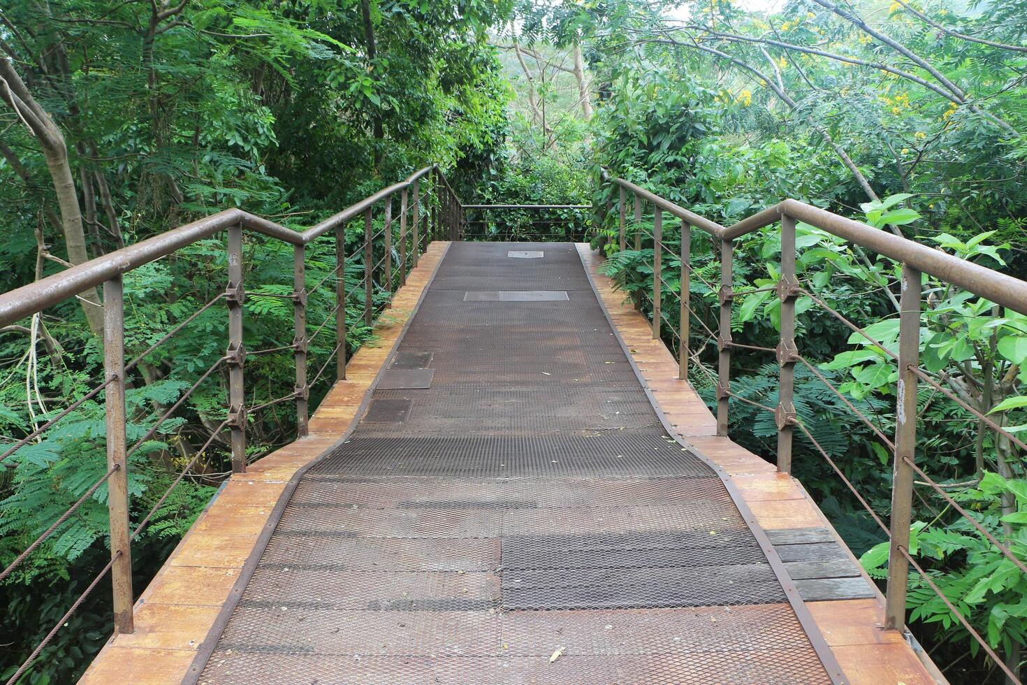 naturaleza estudiar sendero en el bosque. foto