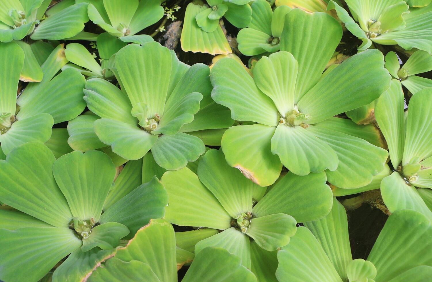 Close up of Pistia stratiotes in water. Green natural leaf. Selective focus. Top view. photo