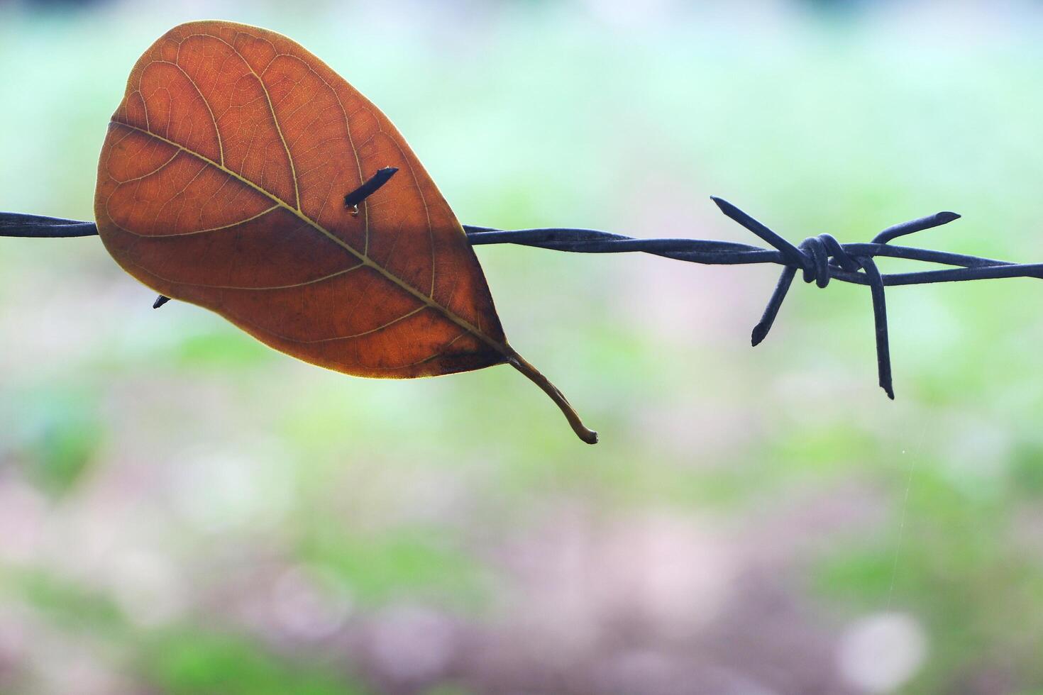 Leaf falls to the barbed wire fence and they are on the blurred background. photo