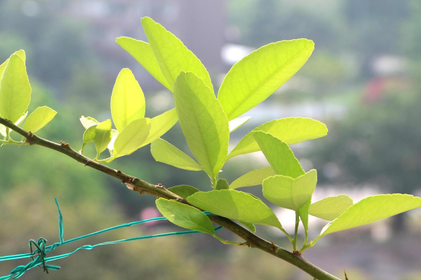 Fresh lime leaves glowing in sunlight on branch. photo