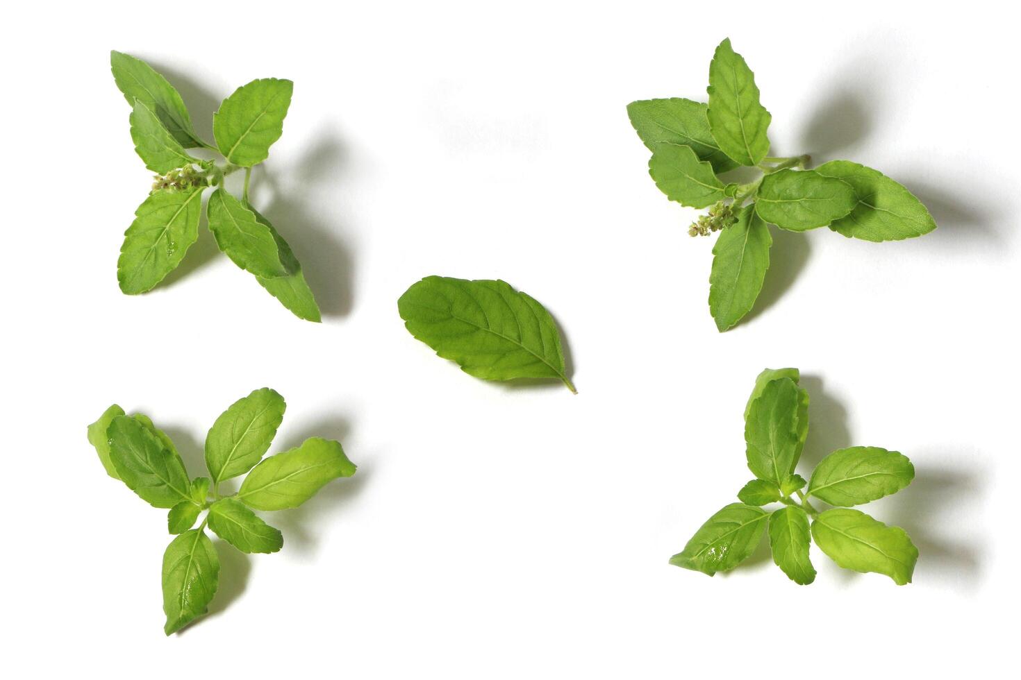 Basil leaves on white background. photo