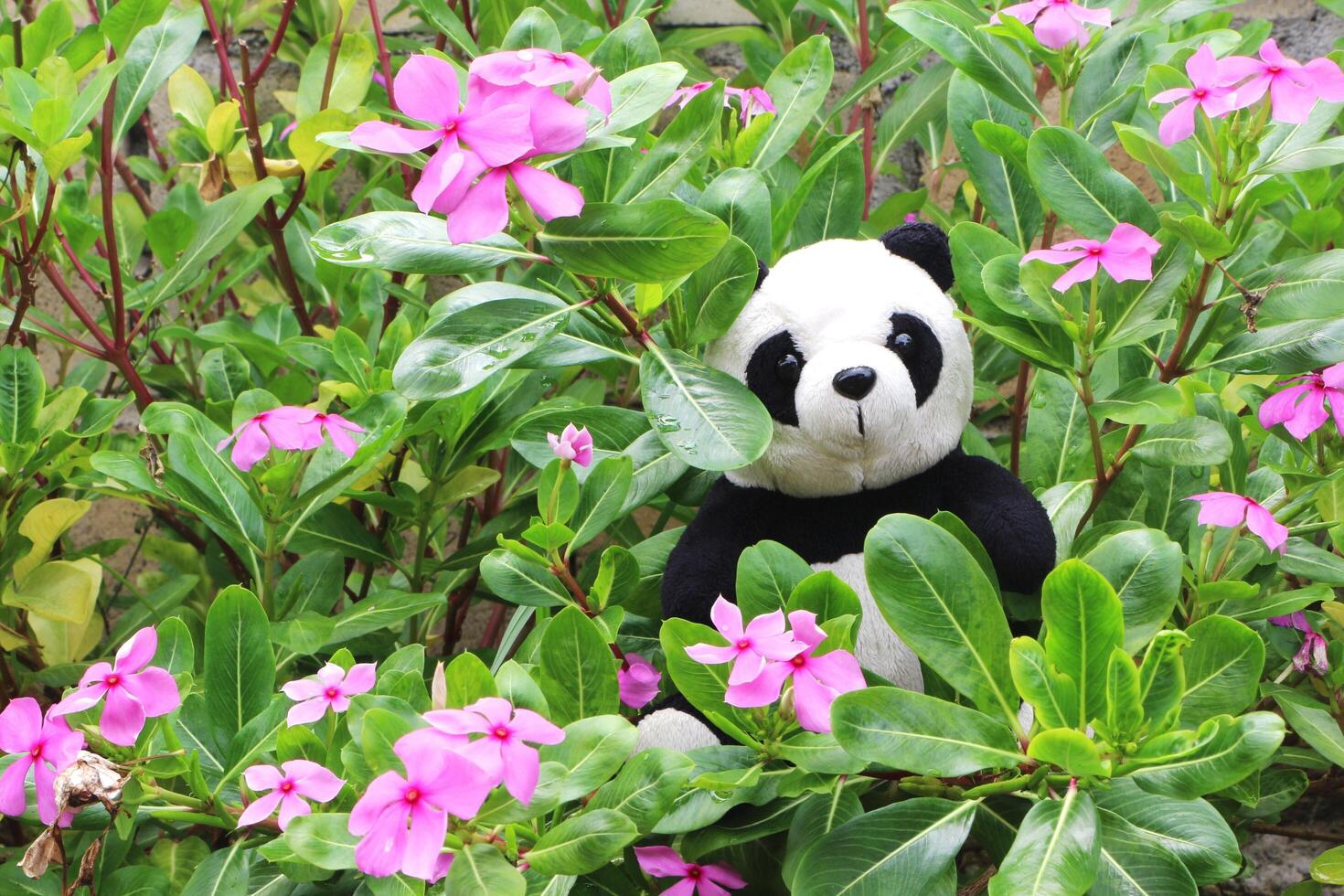 Black and white panda doll is alone in the flower garden. photo