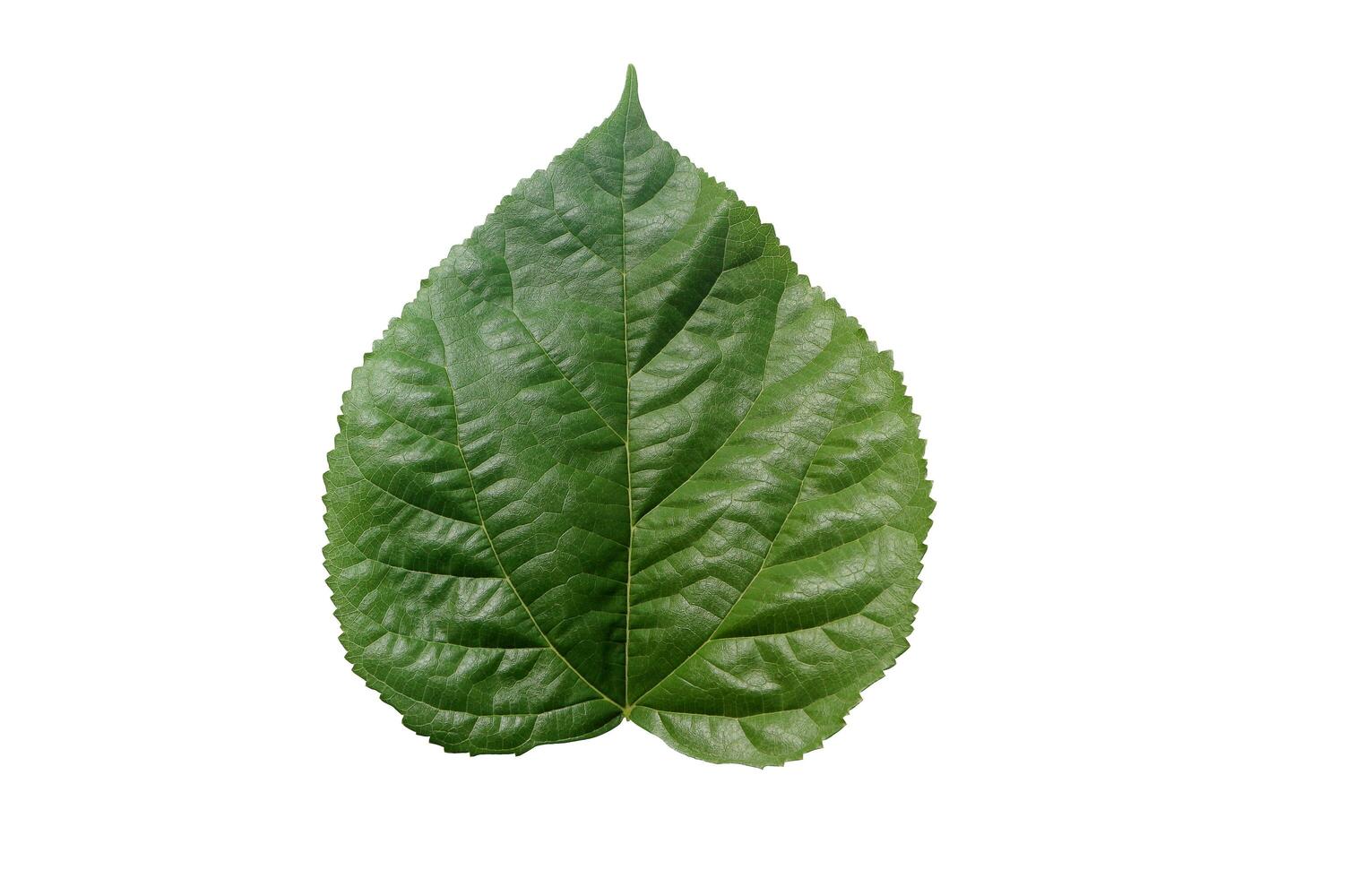 Mulberry leaf isolated on white background with clipping path. Green leaves. photo
