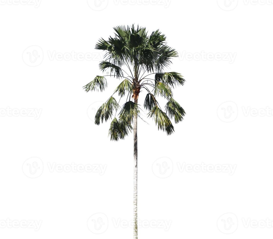 palmera aislada sobre fondo blanco. foto