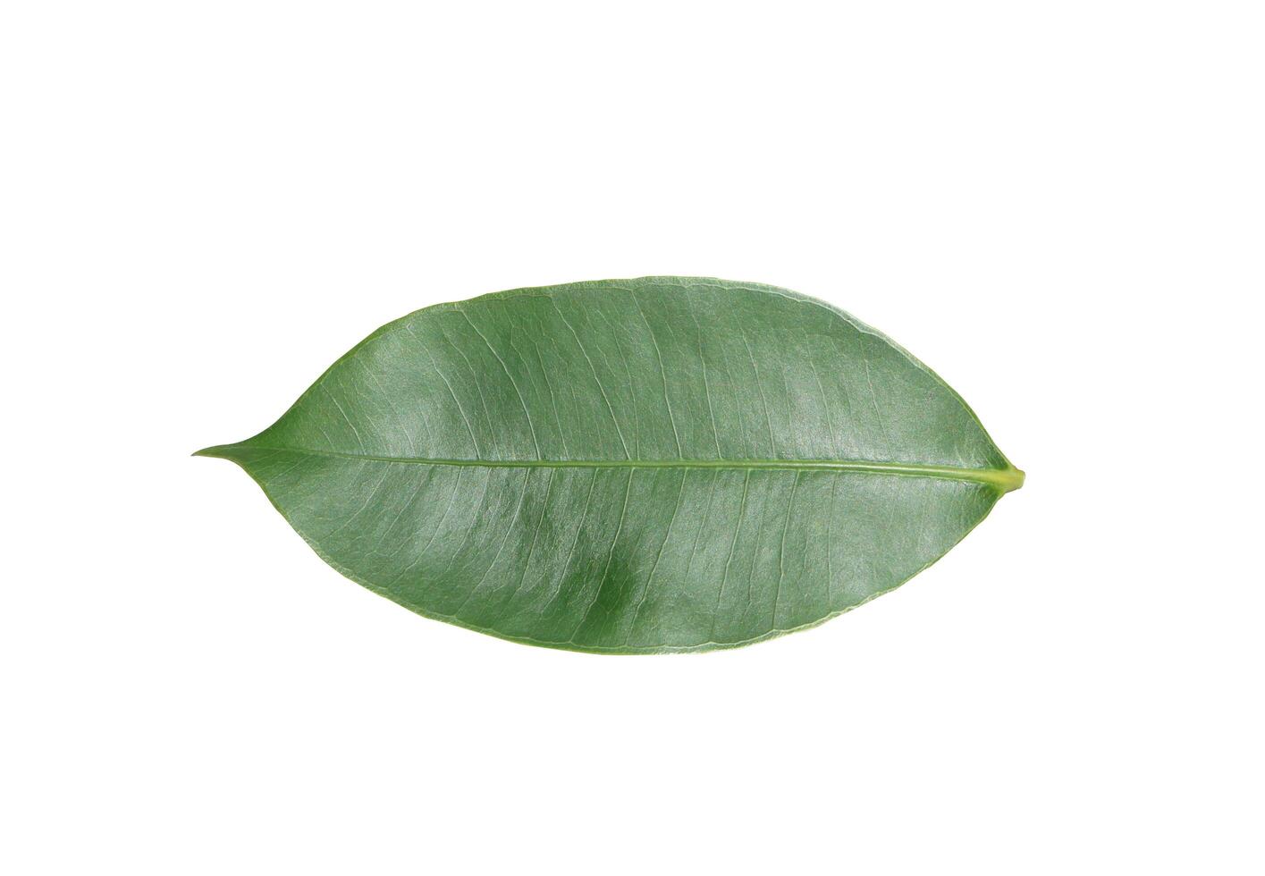 Green leaf isolated on white background with clipping path. photo