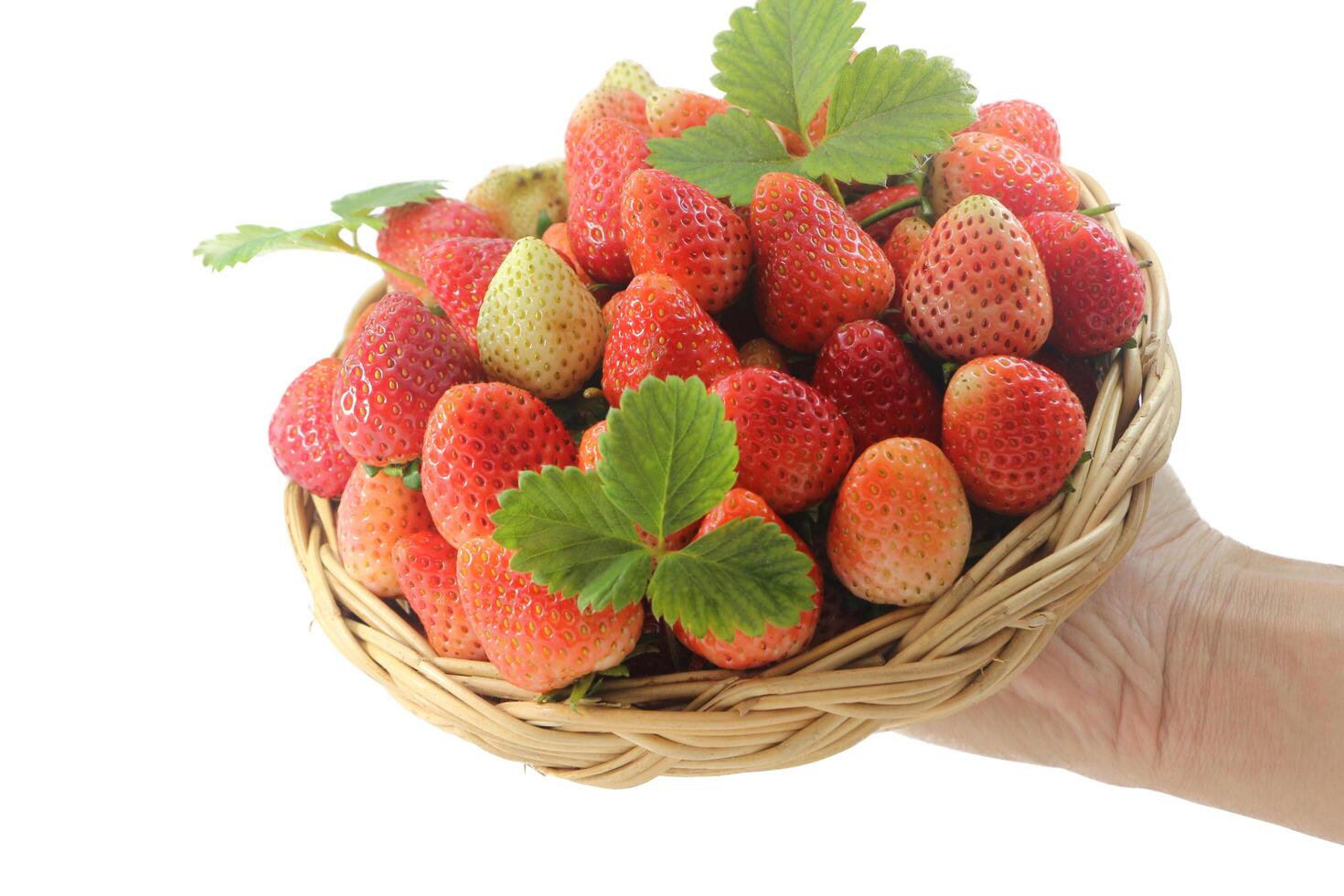 The man's hand holds a wicker basket with fresh strawberries and leaves isolated on white background. photo
