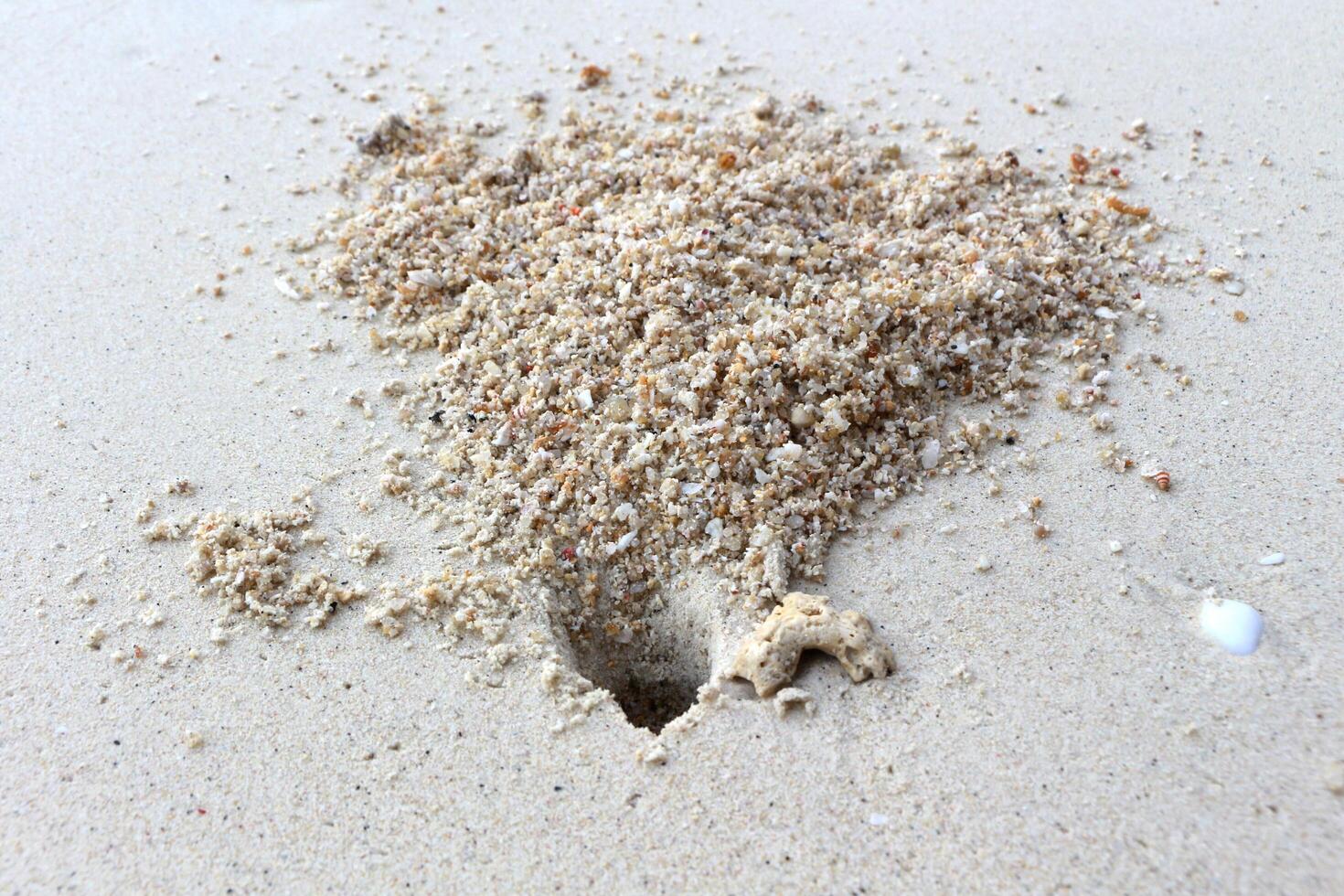 Crab hole on the beach sand. photo