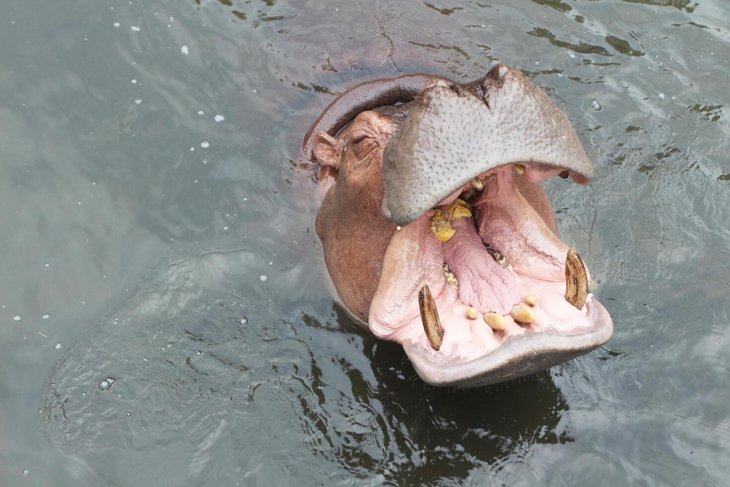 Hippopotamus open mouth waiting for food in the water. photo