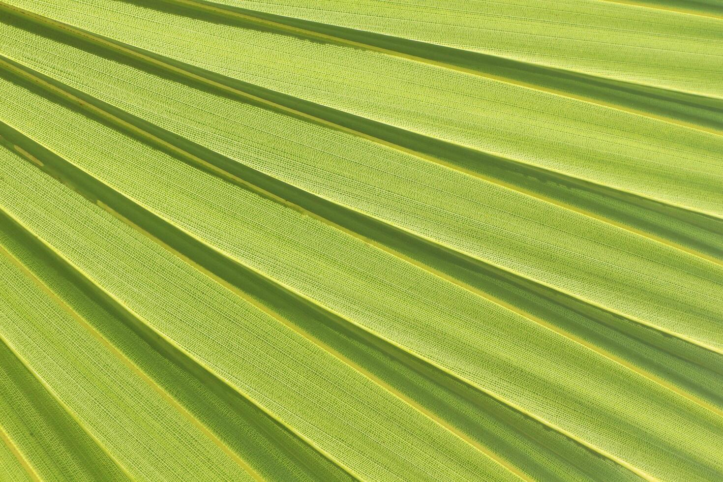 Sugar palm leaf texture background. Natural green leaves pattern. photo