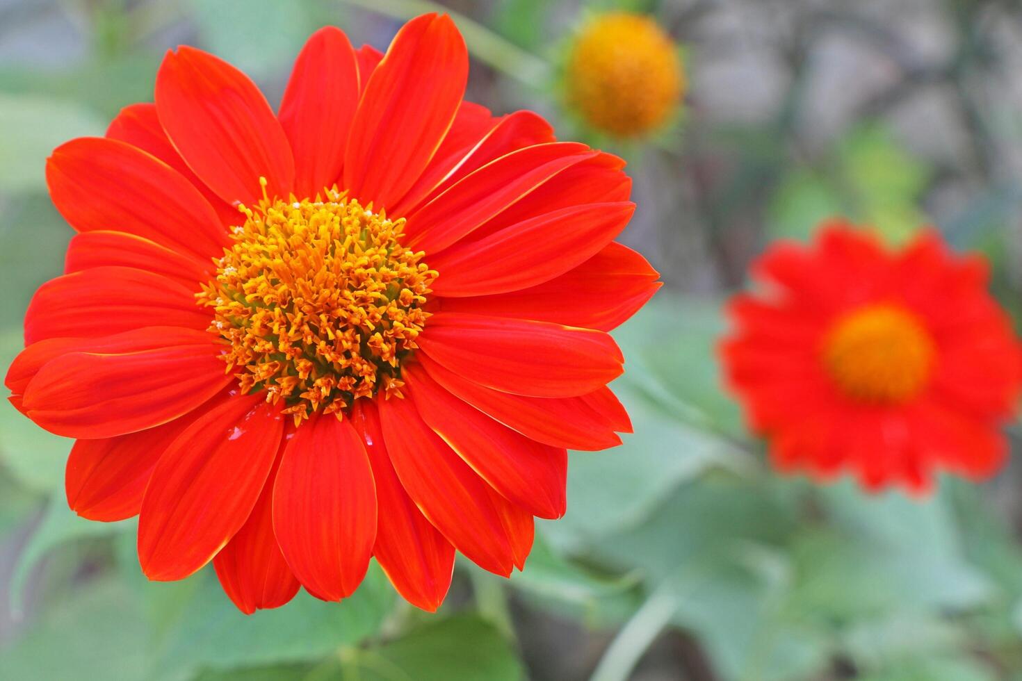 Red Mexican sunflower in the garden. Tithonia diversifolia. photo