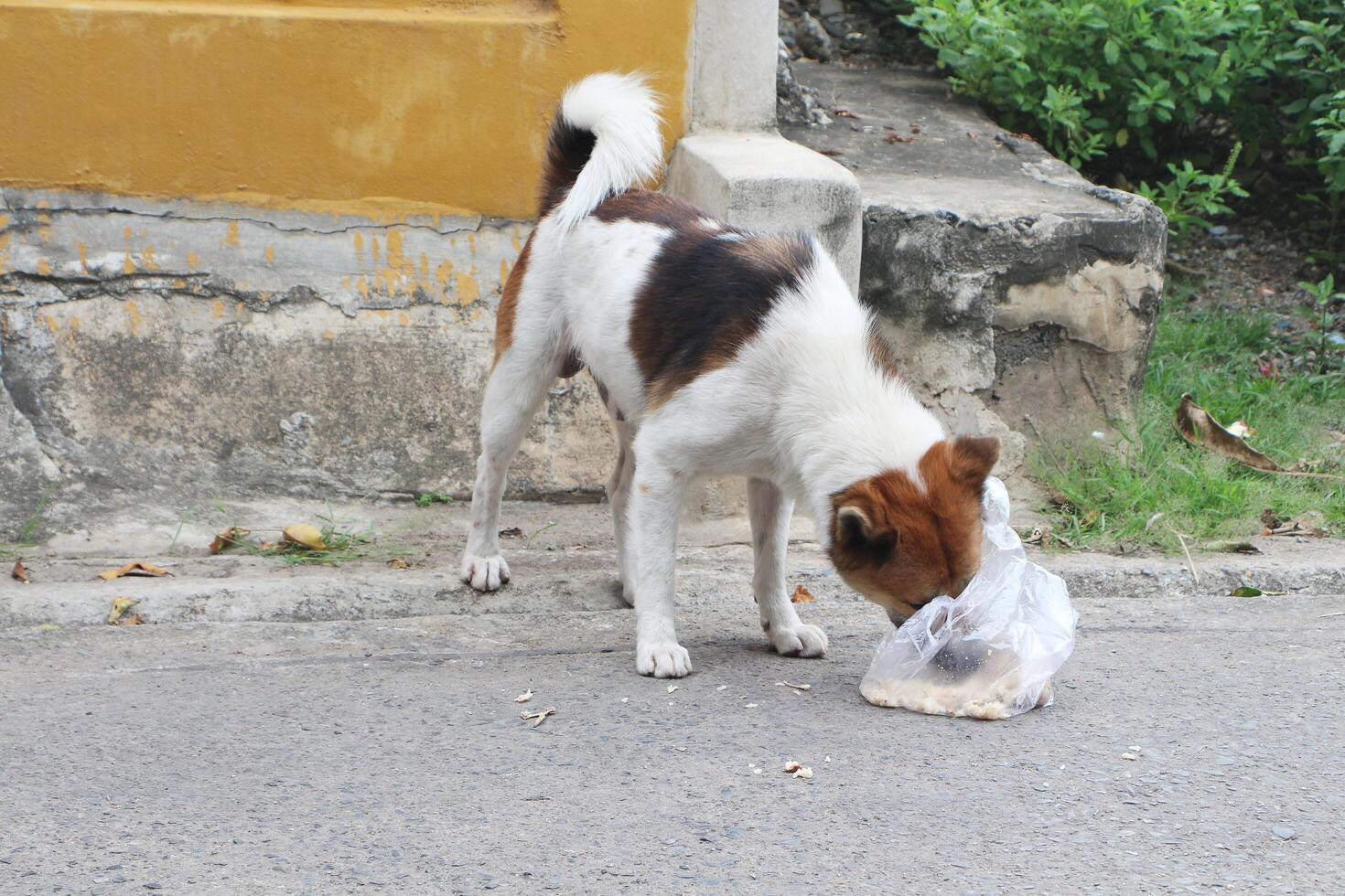 tailandés bangkaew perro es comiendo comida en el plastico bolso en el calle. foto