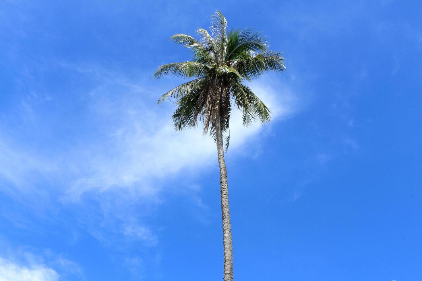 Coconut tree has a backdrop of clouds and bright sky. photo