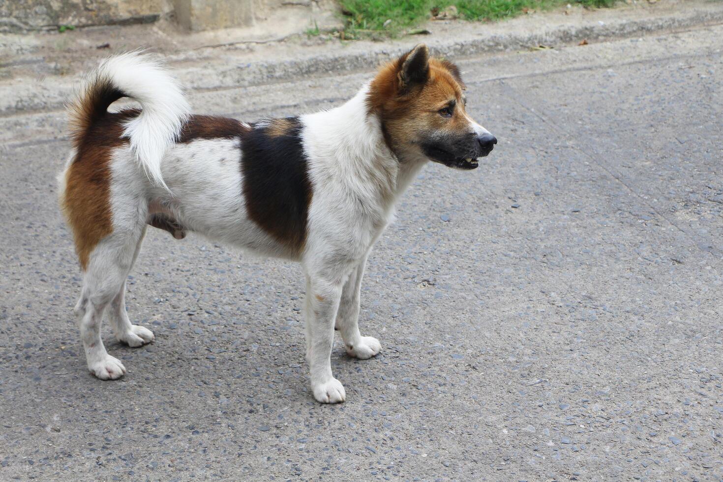 Thai Bangkaew dog standing on the street. photo