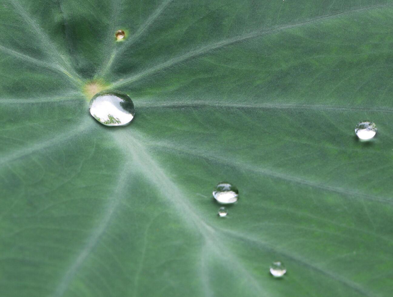 Water drops on green leaf. photo