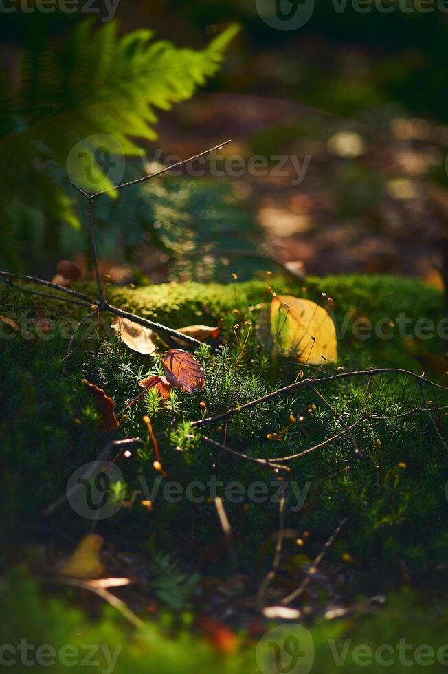 Moss and leaves in deep forest in sunshine photo