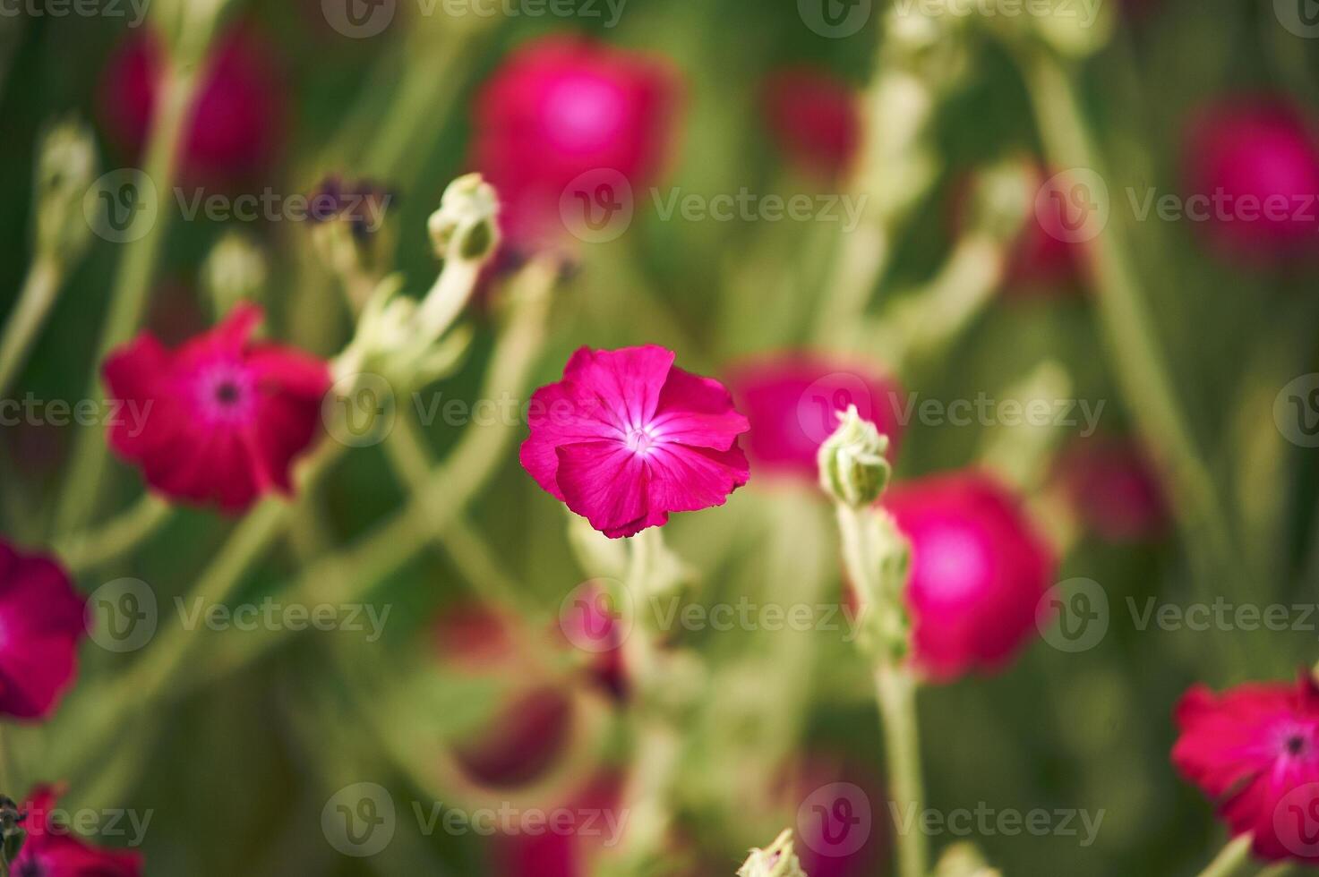 Pink wildflower blossom photo