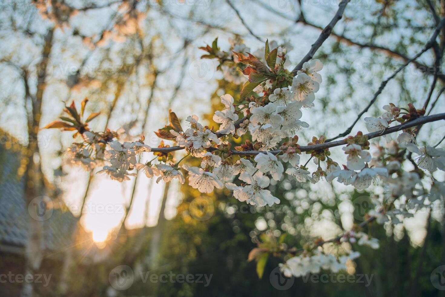 Apple Blossom in warm sunlight shallow depth of field photo