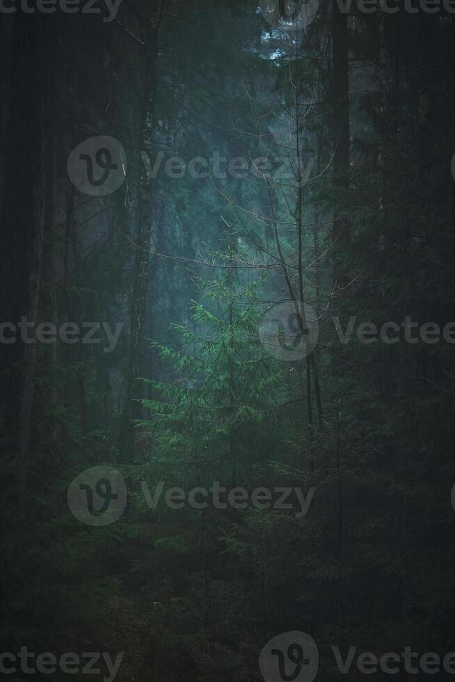 Dark misty forest in winter photo