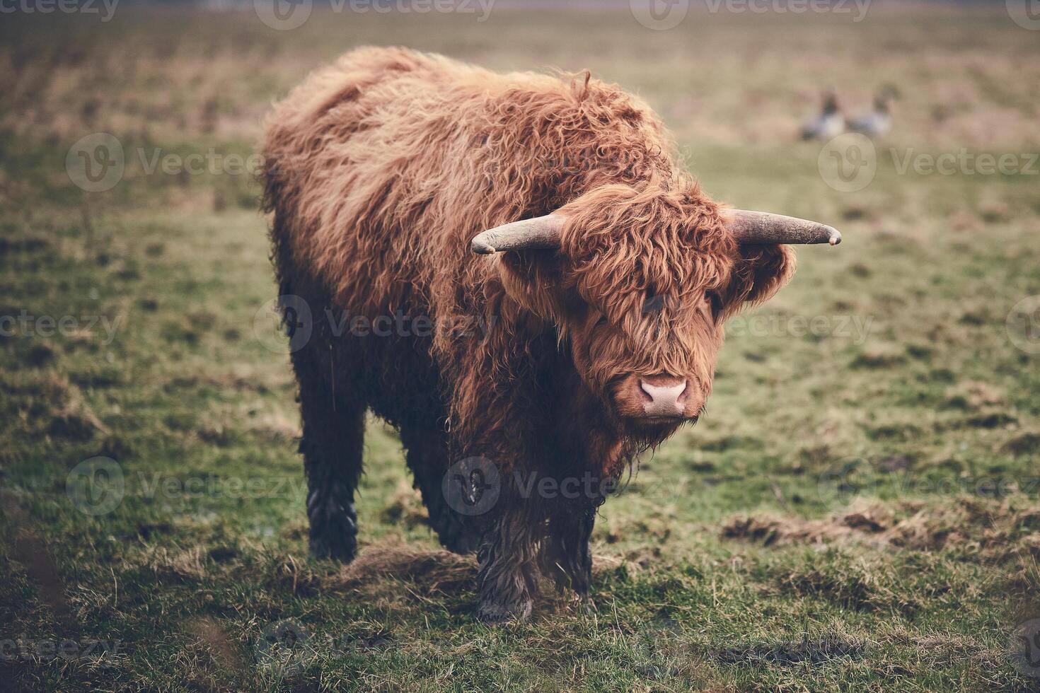 Scottish Highland beef standing on green field photo