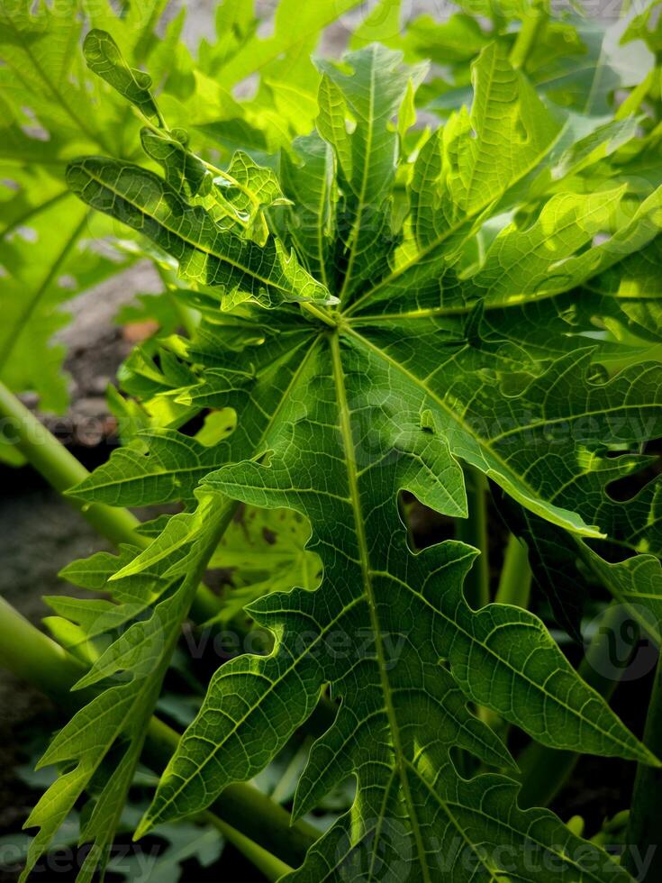 Green papaya leaves in close up shot photo