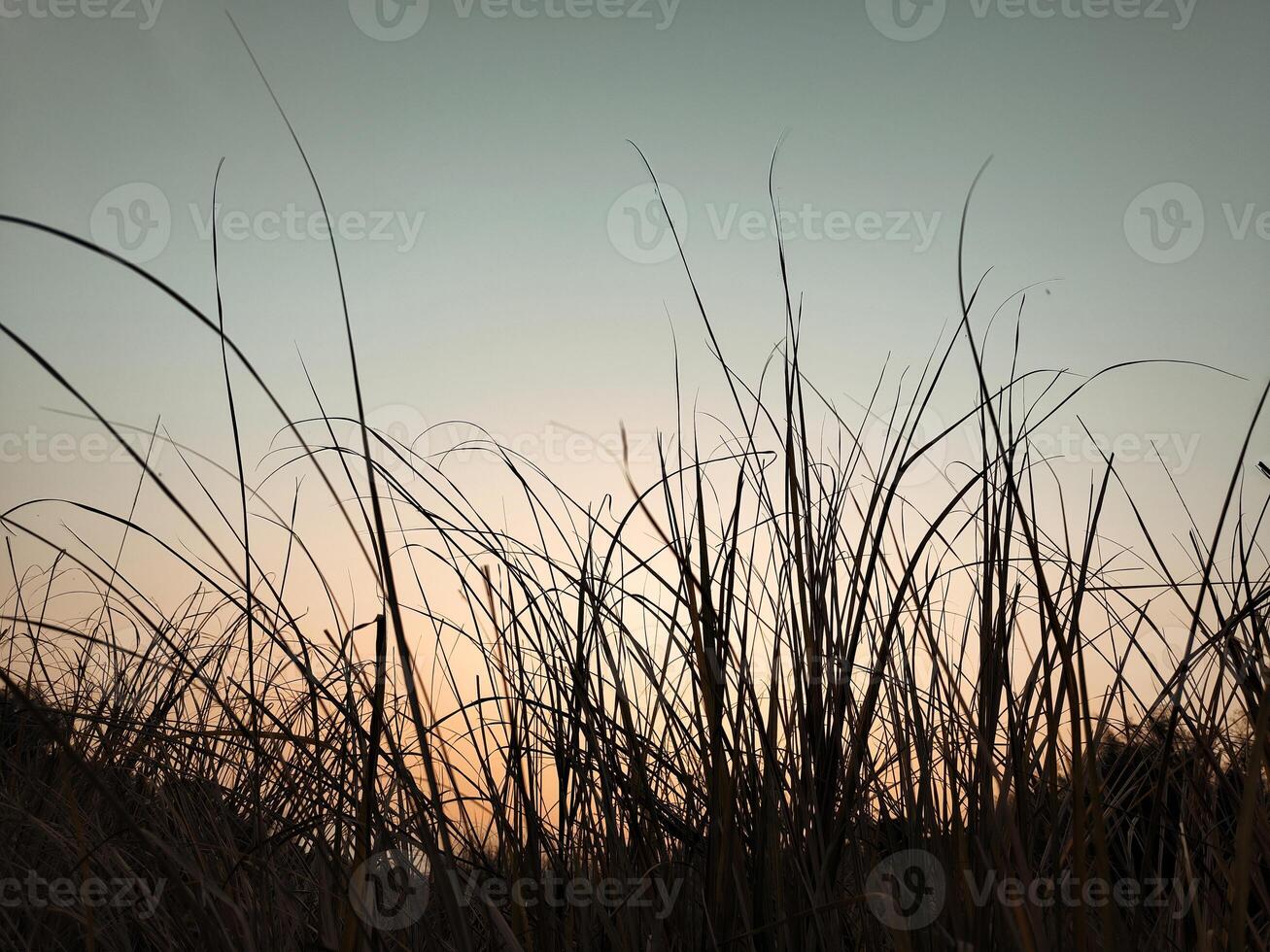 Grass with sky background in the evening at sunset photo