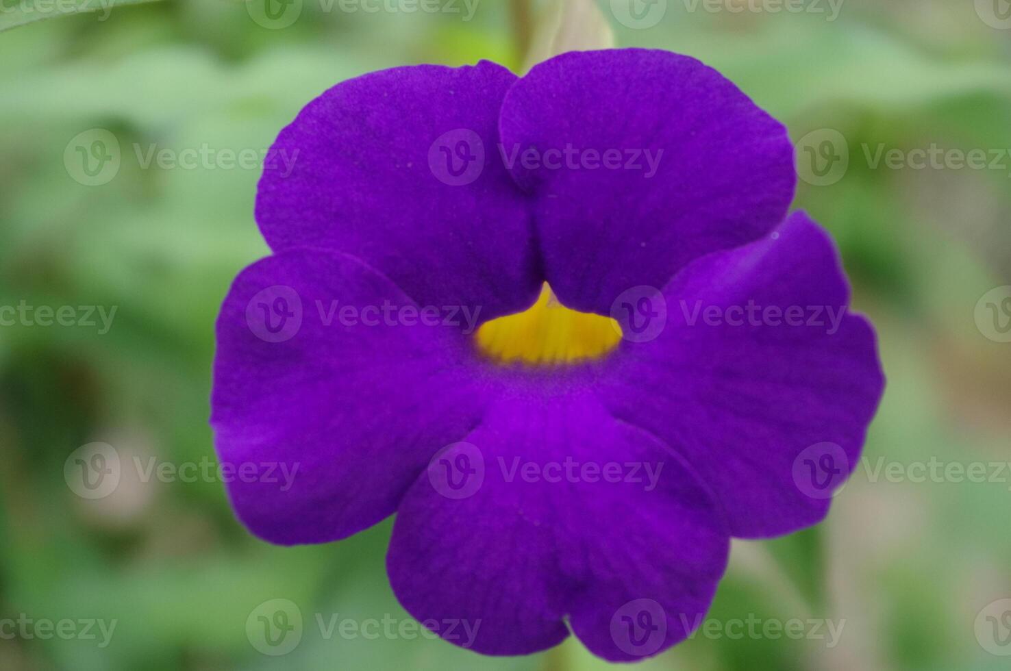 The King's Mantle or Bush Clock Vine or Thunbergia Erecta flower has a deep purple-blue petals photo