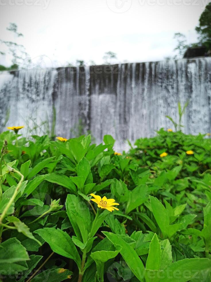 Yellow daisy flower plant with waterfall background photo