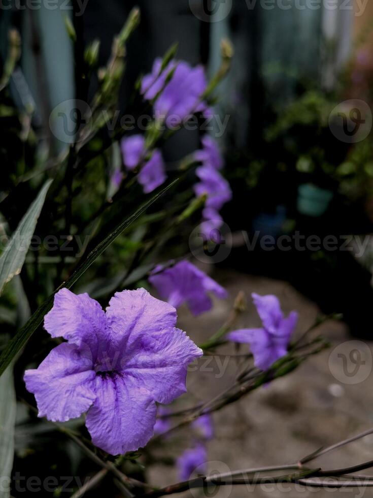 ruellia tuberosa flores además conocido como minnieroot, fiebre raíz, boca de dragón raíz y oveja papa. foto