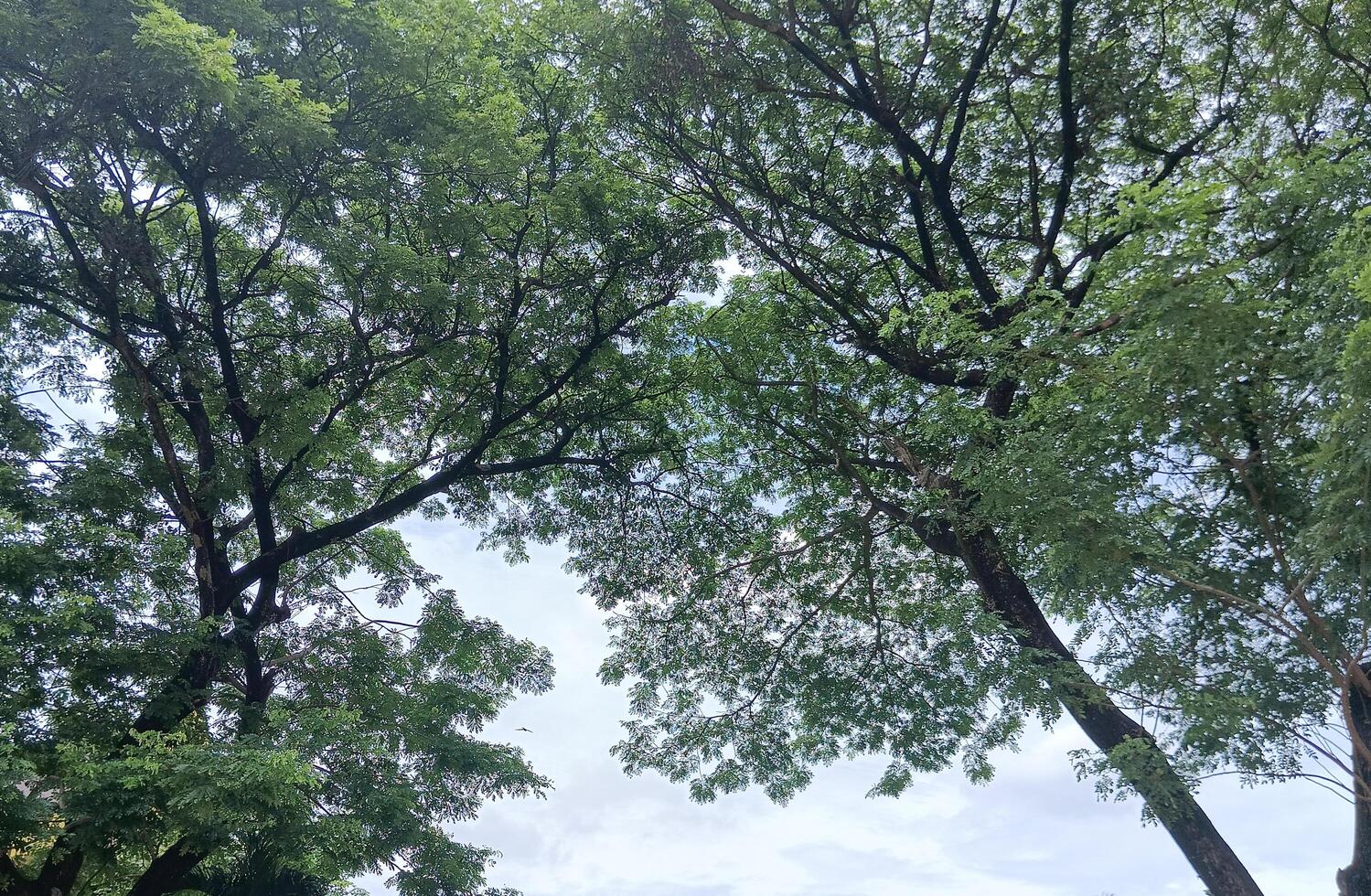 a Nature green trees in the yard photo