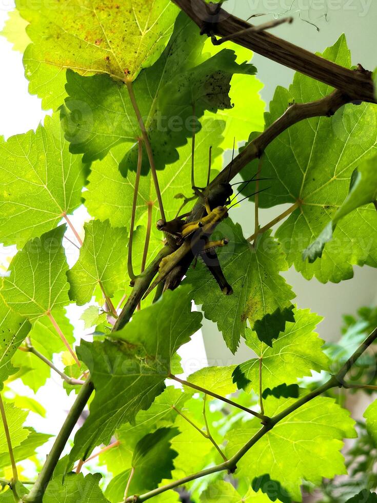 Tree grasshoppers are mating on a vine photo