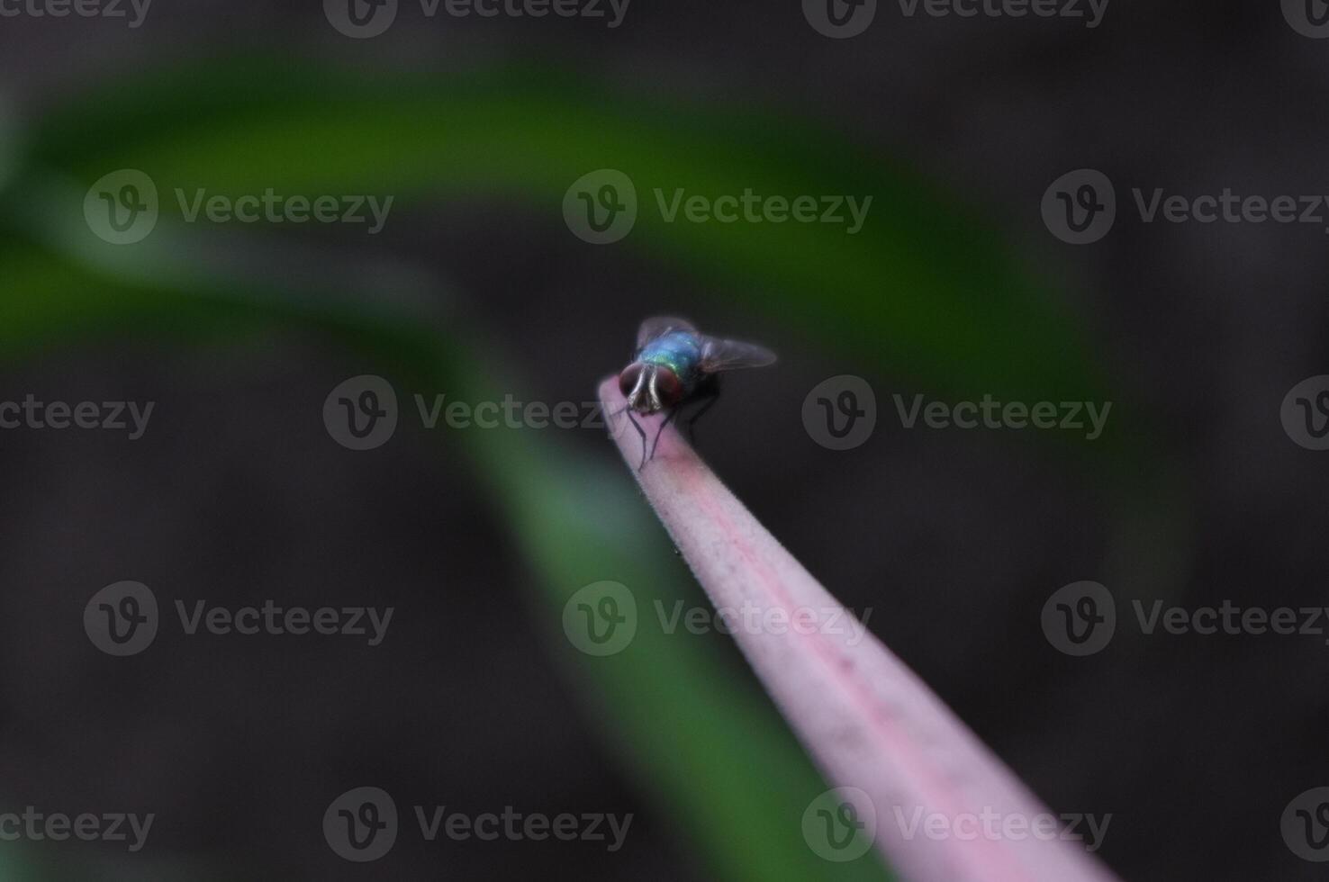 Macro photos of insects with dark background